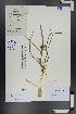  (Ixiolirion tataricum - Ge00702)  @11 [ ] CreativeCommons  Attribution Non-Commercial Share-Alike  Unspecified Herbarium of South China Botanical Garden