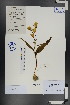  (Tulipa sinkiangensis - Ge00704)  @11 [ ] CreativeCommons  Attribution Non-Commercial Share-Alike  Unspecified Herbarium of South China Botanical Garden