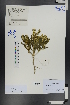  ( - Ge00781)  @11 [ ] CreativeCommons  Attribution Non-Commercial Share-Alike  Unspecified Herbarium of South China Botanical Garden