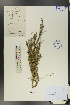  ( - Ge01039)  @11 [ ] CreativeCommons  Attribution Non-Commercial Share-Alike  Unspecified Herbarium of South China Botanical Garden
