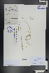  ( - Ge01048)  @11 [ ] CreativeCommons  Attribution Non-Commercial Share-Alike  Unspecified Herbarium of South China Botanical Garden