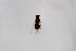  (Adoxomyia alaschanica - Str20190101)  @11 [ ] CreativeCommons  Attribution Non-Commercial Share-Alike (2021) zhang tingting Shandong Agricultural University