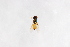  (Microchrysa japonica - Str20210077)  @11 [ ] CreativeCommons  Attribution Non-Commercial Share-Alike (2021) zhang tingting Shandong Agricultural University