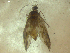  (Rhyacophila bifila - 10DRCAD-040)  @13 [ ] Copyright (2010) Unspecified Rutgers University