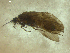  (Rhyacophila jenniferae - 10DRCAD-043)  @13 [ ] Copyright (2010) Unspecified Rutgers University