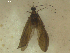  (Rhyacophila vibox - 10DRCAD-059)  @12 [ ] Copyright (2010) Unspecified Rutgers University