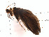  (Rhyacophila oreta - DRRh48)  @14 [ ] Copyright (2010) Unspecified Rutgers University