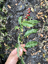  (Agarista salicifolia - M122-003)  @11 [ ] CreativeCommons  Attribution Share-Alike  Unspecified Universite de La Reunion