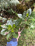  (Pittosporum senacia - M122-023)  @11 [ ] CreativeCommons  Attribution Share-Alike  Unspecified Universite de La Reunion