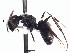  (Camponotus EC08 - BCAR073)  @11 [ ] CreativeCommons - Attribution (2015) David Donoso UTPL