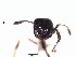  (Crematogaster EC11 - BCAR268)  @11 [ ] CreativeCommons - Attribution (2015) David Donoso UTPL