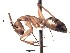  (Camponotus ACY1880 - BCCISEC0010112)  @14 [ ] CreativeCommons - Attribution (2015) David Donoso UTPL