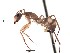  (Camponotus zonatus - BCCISEC0010114)  @13 [ ] CreativeCommons - Attribution (2015) David Donoso UTPL