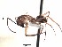  (Camponotus EC07 - PBA0332)  @11 [ ] CreativeCommons - Attribution (2015) David Donoso UTPL