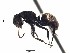  (Camponotus ACY1989 - PBA0503)  @13 [ ] CreativeCommons - Attribution (2015) David Donoso UTPL