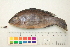  (Sarotherodon caudomarginatus - OL-0358)  @13 [ ] CreativeCommons - Attribution (2010) Unspecified Centre for Biodiversity Genomics
