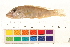  ( - OL-0596)  @13 [ ] CreativeCommons - Attribution (2010) Unspecified Centre for Biodiversity Genomics