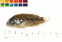  (Pelvicachromis roloffi - OL-0087)  @13 [ ] CreativeCommons - Attribution (2009) Unspecified Centre for Biodiversity Genomics