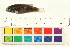  (Pelvicachromis taeniatus - OL-0095)  @11 [ ] CreativeCommons - Attribution (2009) Unspecified Centre for Biodiversity Genomics