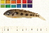  (Dicrossus gladicauda - OL-0168)  @11 [ ] CreativeCommons - Attribution (2009) Unspecified Centre for Biodiversity Genomics