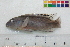  (Pelvicachromis signatus - OL-0093)  @13 [ ] CreativeCommons - Attribution (2010) Unspecified Centre for Biodiversity Genomics