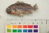  (Sarotherodon lohbergeri - OL-0226)  @13 [ ] CreativeCommons - Attribution (2010) Unspecified Centre for Biodiversity Genomics