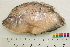  (Chaetobranchopsis orbicularis - OL-0304)  @13 [ ] CreativeCommons - Attribution (2010) Unspecified Centre for Biodiversity Genomics