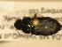  ( - JBWM0316061)  @12 [ ] Copyright (2008) Unspecified J.B. Wallis Museum of Entomology, University of Manitoba