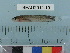  (Stichaeidae - BEAU2012-10)  @15 [ ] Copyright (2012) C. W. Mecklenburg Point Stephens Research