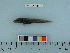  (Lycodes cf. frigidus - BEAU2012-20)  @11 [ ] Copyright (2012) C. W. Mecklenburg Point Stephens Research