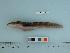  (Lycodinae - BEAU2012-48)  @15 [ ] Copyright (2012) C. W. Mecklenburg Point Stephens Research