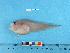  (Careproctus reinhardti - BEAU2012-63)  @13 [ ] Copyright (2012) C. W. Mecklenburg Point Stephens Research