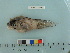  (Liparis bathyarcticus - BEAU2012-123a)  @14 [ ] Copyright (2012) C. W. Mecklenburg Point Stephens Research