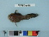  (Liparis ochotensis - PSRBC12-36)  @12 [ ] Copyright (2012) C. W. Mecklenburg Point Stephens Research