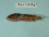  (Liparis tunicatus - UW150718)  @14 [ ] Copyright (2013) C. W. Mecklenburg Point Stephens Research