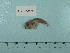  (Liparis bristolensis - UW152009)  @11 [ ] Copyright (2015) C. W. Mecklenburg Point Stephens Research