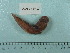  (Liparis marmoratus - UW153005)  @11 [ ] Copyright (2015) C. W. Mecklenburg Point Stephens Research