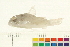  (Corydoras concolor - OL-0119)  @14 [ ] CreativeCommons - Attribution (2009) Unspecified Centre for Biodiversity Genomics