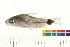  (Corydoras hastatus - OL-0171)  @15 [ ] CreativeCommons - Attribution (2009) Unspecified Centre for Biodiversity Genomics