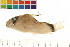  (Corydoras metae - OL-0193)  @15 [ ] CreativeCommons - Attribution (2009) Unspecified Centre for Biodiversity Genomics