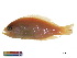  (Pseudanthias marcia - HLC-11580)  @11 [ ] CreativeCommons - Attribution (2017) CBG Photography Group Centre for Biodiversity Genomics