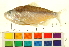  ( - OL-0714)  @11 [ ] CreativeCommons - Attribution (2012) CBG Photography Group Centre for Biodiversity Genomics