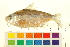  ( - OL-0716)  @13 [ ] CreativeCommons - Attribution (2012) CBG Photography Group Centre for Biodiversity Genomics