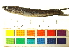  (Parachanna - OL-0737)  @15 [ ] CreativeCommons - Attribution (2012) CBG Photography Group Centre for Biodiversity Genomics