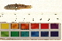  (Chlamydogobius - OL-0172)  @12 [ ] CreativeCommons - Attribution (2009) Unspecified Centre for Biodiversity Genomics