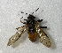  (Trichiosoma sylvaticum - NK1552)  @11 [ ] Copyright (2040) Natalia Kirichenko, Anton Efremenko Sukachev Institute of Forest SB RAS