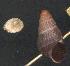  (Tudorella ferruginea - CAB4)  @14 [ ] Copyright (2007) Unspecified Biodiversity and Climate Research Centre, Frankfurt