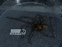  (Eratigena duellica - NHMUK014446977)  @11 [ ] Unspecified (default): All Rights Reserved  Unspecified Unspecified