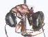  (Camponotus novaeboracensis - HF2009.009)  @13 [ ] Unspecified (default): All Rights Reserved  Unspecified Unspecified