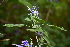  (Salvia clarkcowanii - AVM106)  @11 [ ] CreativeCommons - Attribution Non-Commercial Share-Alike (2019) Rafael F. del Castillo Instituto Politécnico Nacional